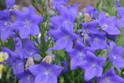 Visegodisnja bastenska biljka zbunastog rasta oko 50 cm. Cveta dugotrjanim plavim i neobicno krupnim cvetovima od jula meseca pa sve do kasne jeseni. Moze se gajiti i kao balkonska biljka u saksijama.

Cena je za 30 semenki. 